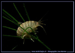 A "Gammare" - familly of the freshwater shellfish ...:O) ... by Michel Lonfat 